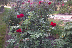 Roses-Misc-3-341