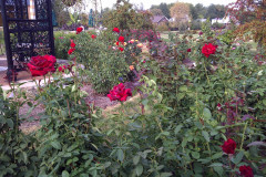 Roses-Misc-3-343