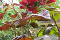Roses-Misc-3-37