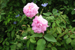 Roses-Misc-3-54
