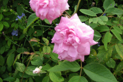 Roses-Misc-3-55