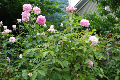 Roses-Misc-3-56