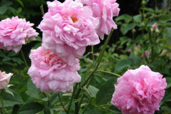 Roses-Misc-3-82