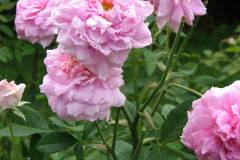 Roses-Misc-3-86