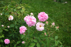 Roses-Misc-3-90