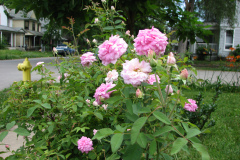 Roses-Misc-3-92