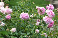 Roses-Misc-3-97