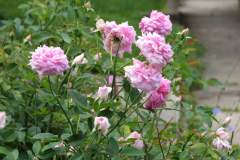 Roses-Misc-3-98
