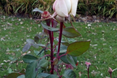 Roses-Misc-30