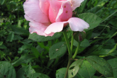 Roses-Misc-304