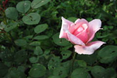 Roses-Misc-306