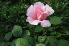 Roses-Misc-307
