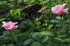 Roses-Misc-311