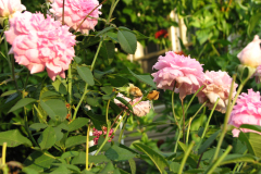 Roses-Misc-316