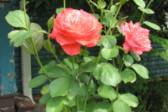 Roses-Misc-325