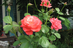 Roses-Misc-326