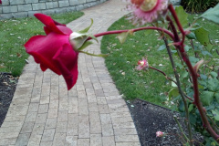 Roses-Misc-33
