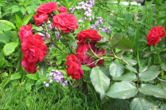 Roses-Misc-340