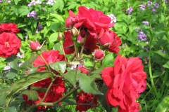 Roses-Misc-351