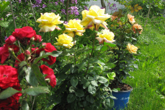 Roses-Misc-359