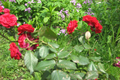 Roses-Misc-364