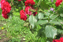 Roses-Misc-368