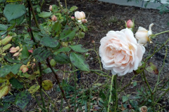 Roses-Misc-37