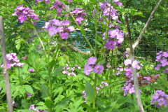 Roses-Misc-371