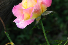 Roses-Misc-378