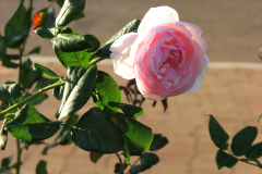 Roses-Misc-38