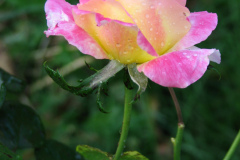 Roses-Misc-380