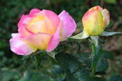 Roses-Misc-382