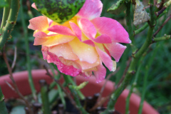 Roses-Misc-383