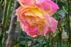 Roses-Misc-384