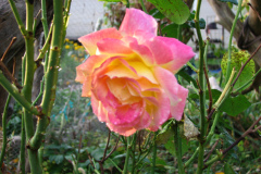Roses-Misc-386