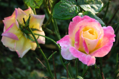 Roses-Misc-391