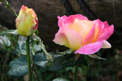 Roses-Misc-392