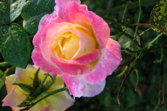 Roses-Misc-394