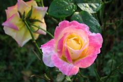 Roses-Misc-395