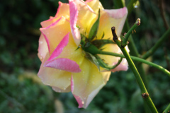 Roses-Misc-399