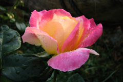 Roses-Misc-401