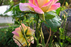 Roses-Misc-407