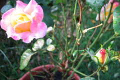 Roses-Misc-413