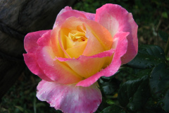 Roses-Misc-414