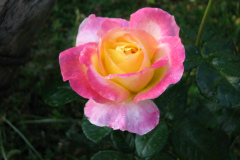 Roses-Misc-415