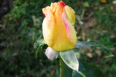 Roses-Misc-417