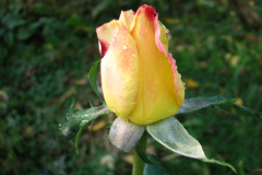 Roses-Misc-419