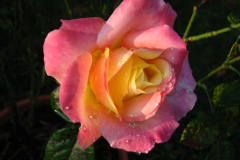 Roses-Misc-421
