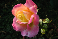 Roses-Misc-423