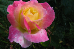 Roses-Misc-426